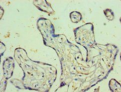 PSG1 antibody