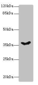 PSG11 antibody