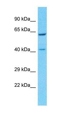 PSG8 antibody