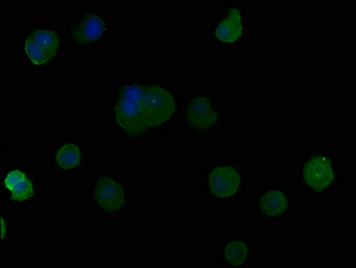 PSG9 antibody