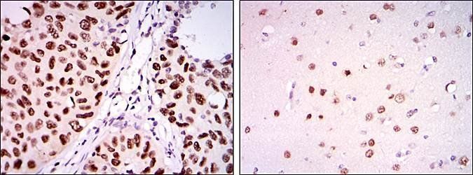 PSIP1 Antibody