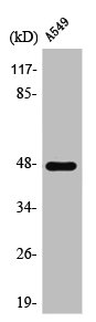 PSKH1 antibody