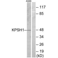 PSKH1 antibody