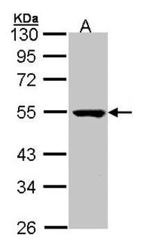 PSKH1 antibody