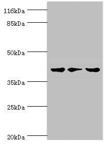 PSKH2 antibody