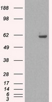 PSMA1 antibody