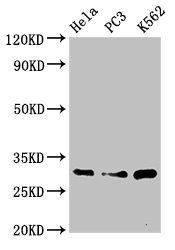 PSMA1 antibody