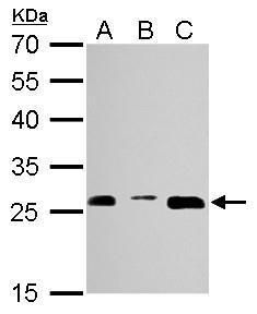 PSMA3 Rabbit Polyclonal Antibody