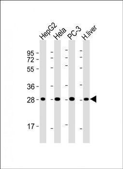PSMA5 antibody