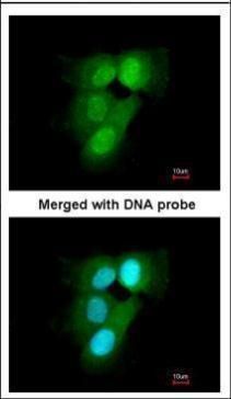 proteasome subunit alpha 6 Antibody