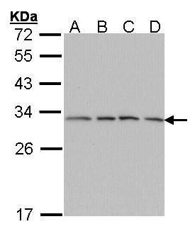PSMA7 Rabbit Polyclonal Antibody