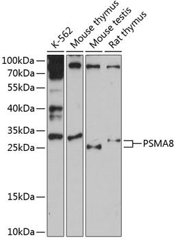 PSMA8 antibody