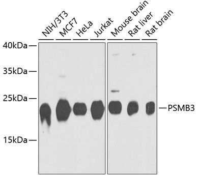PSMB3 antibody