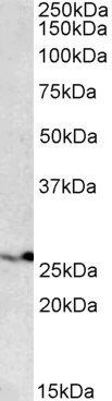 Goat anti-PSMB4 (aa230-239) Antibody