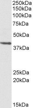Goat anti-PSMB7 Antibody