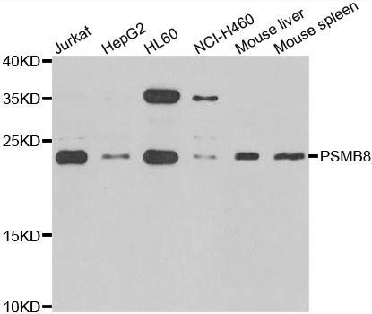 PSMB8 antibody