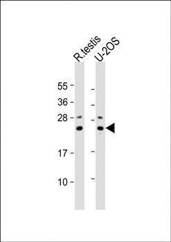 PSMB9 antibody
