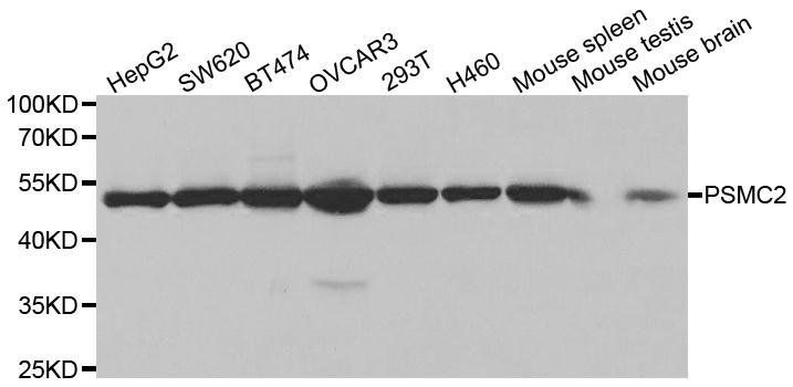 PSMC2 antibody
