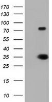 PSMC3 Antibody