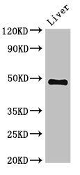 PSMC4 antibody