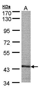 PSMC6 antibody