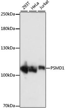 PSMD1 antibody