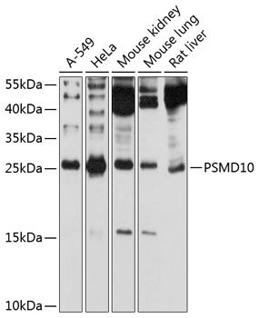 PSMD10 antibody