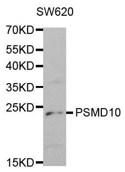 PSMD10 antibody