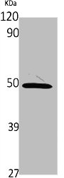 PSMD12 antibody