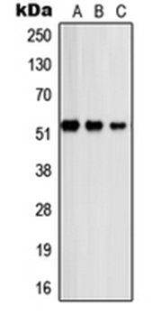 PSMD12 antibody