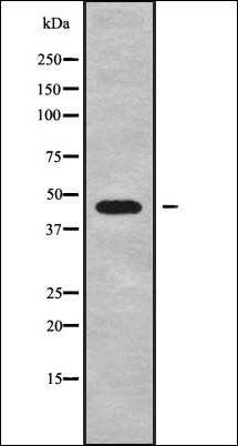 PSMD13 antibody