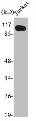 PSMD2 antibody