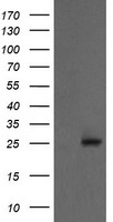 PSMD3 Antibody
