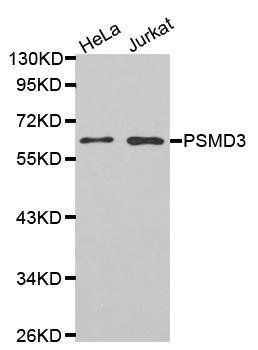 PSMD3 antibody