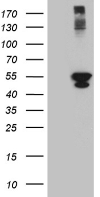 PSMD5 Antibody