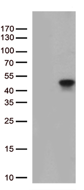 PSMD5 Antibody
