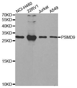 PSMD9 antibody