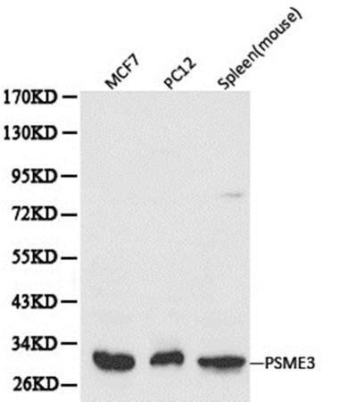 PSME3 antibody