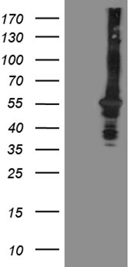 PSMG2 Antibody