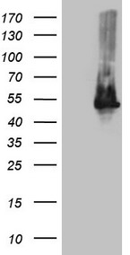 PSMG2 antibody