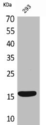 PSPN Antibody