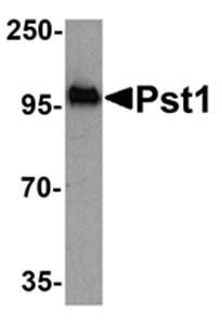 Pst1 Antibody