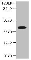 PSTK antibody