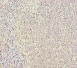 PSTPIP1 antibody