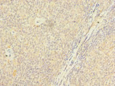 PSTPIP2 Antibody