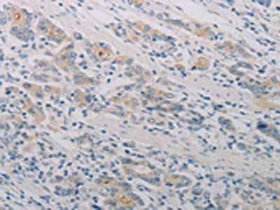 PTAFR Antibody