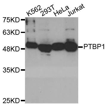 PTBP1 antibody