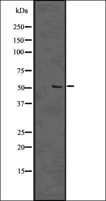 PTBP2 antibody