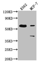 PTBP3 antibody