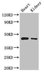 PTCD2 antibody